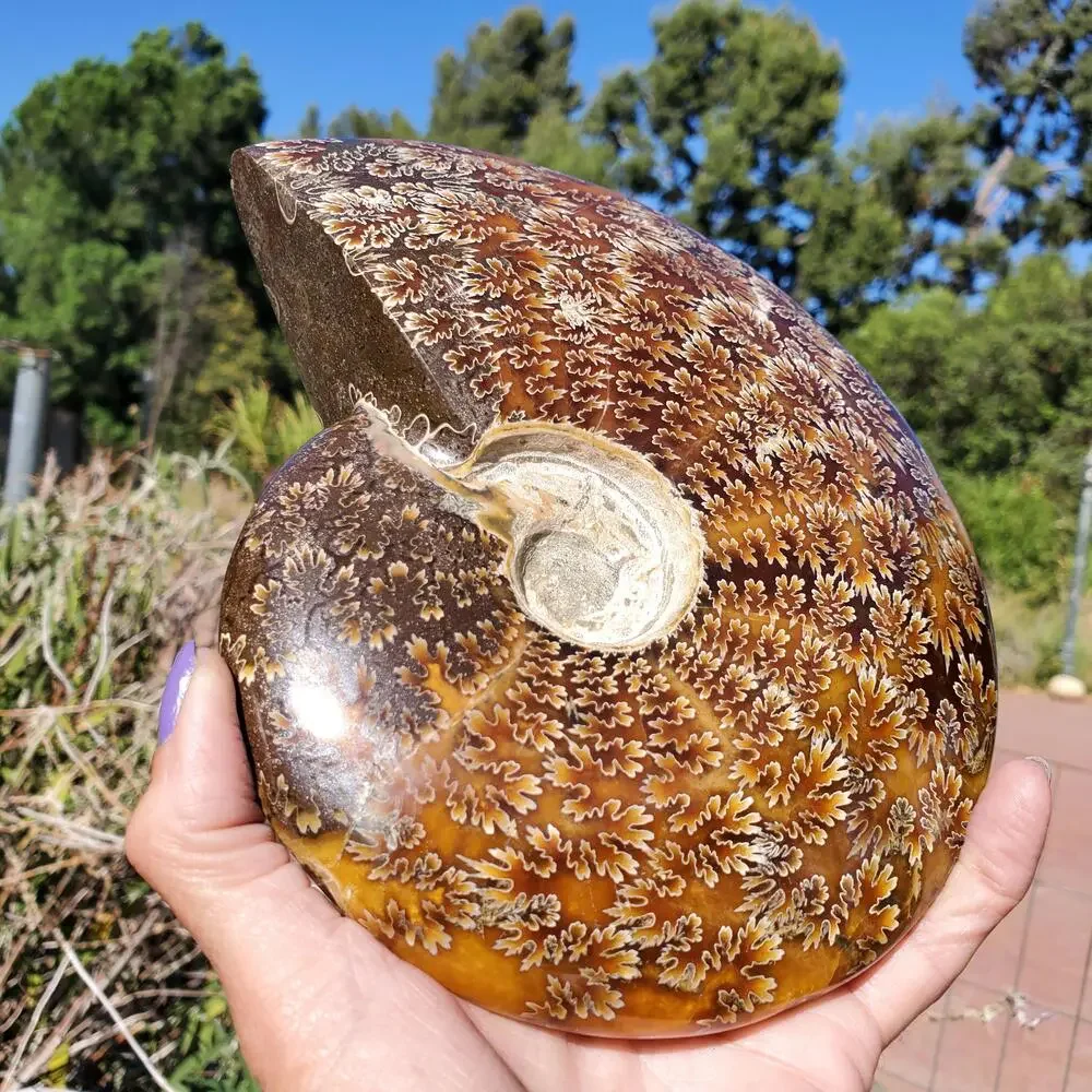 Large Cleoniceras Ammonite Masterfully Polished Fossil 1070 grams